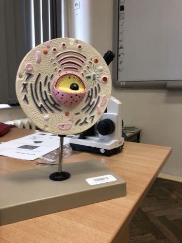 zajęcia adaptacyjne026.jpg